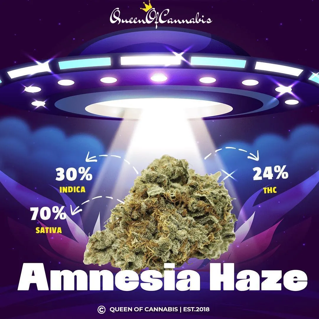 Amnesia Haze (24% THC)