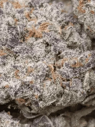 🍡 MOCHI | CALI IMPORT | 27% THC 🍡