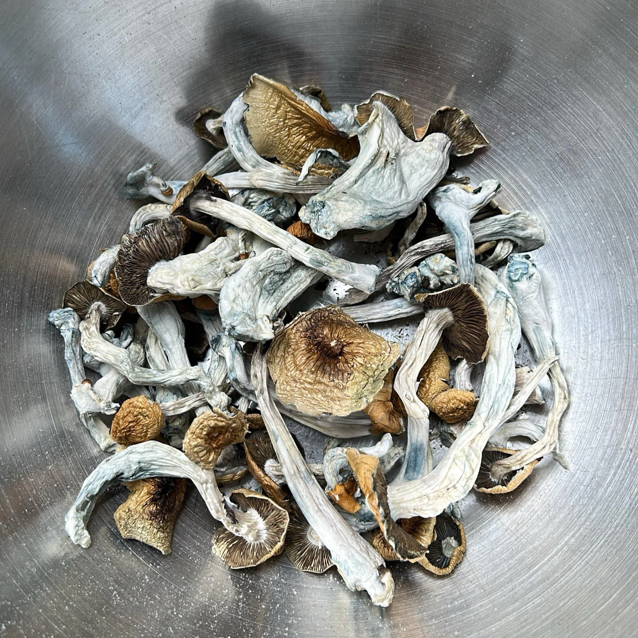 Golden Teacher | Magic Mushrooms