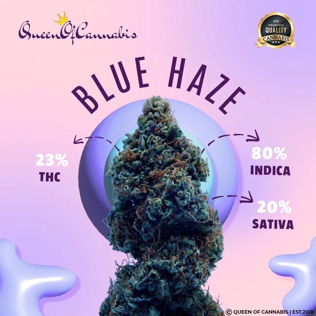 Blue Haze (23% THC - Cali-Genetik )