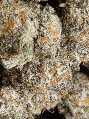 🍓 XOXO | CALI IMPORT | 31% THC🍓